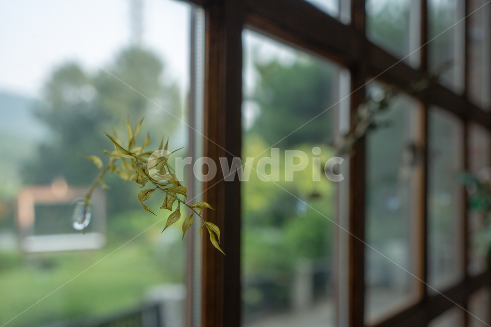 나뭇잎,창문,숲,잎사귀,푸른,햇빛,식물,자연,plants,nature