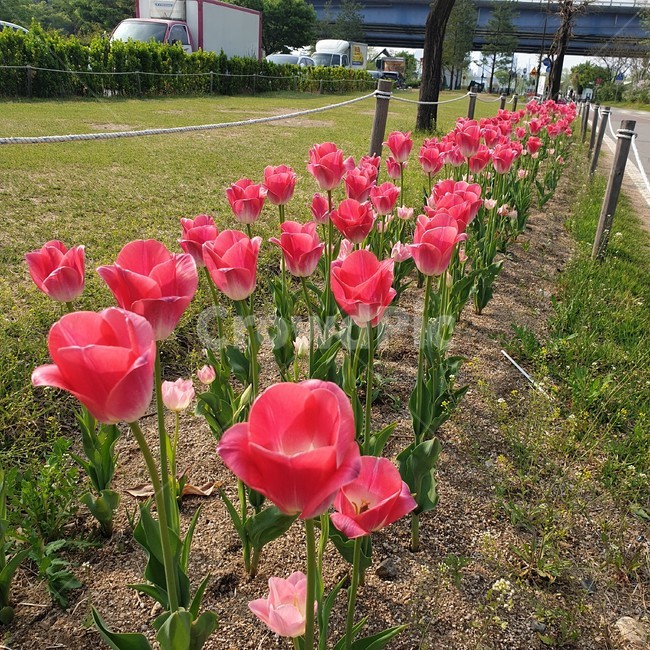 plant,식물,blossom,꽃,flower,튤립,tulip,식물,자연,plants,nature,꽃,flower