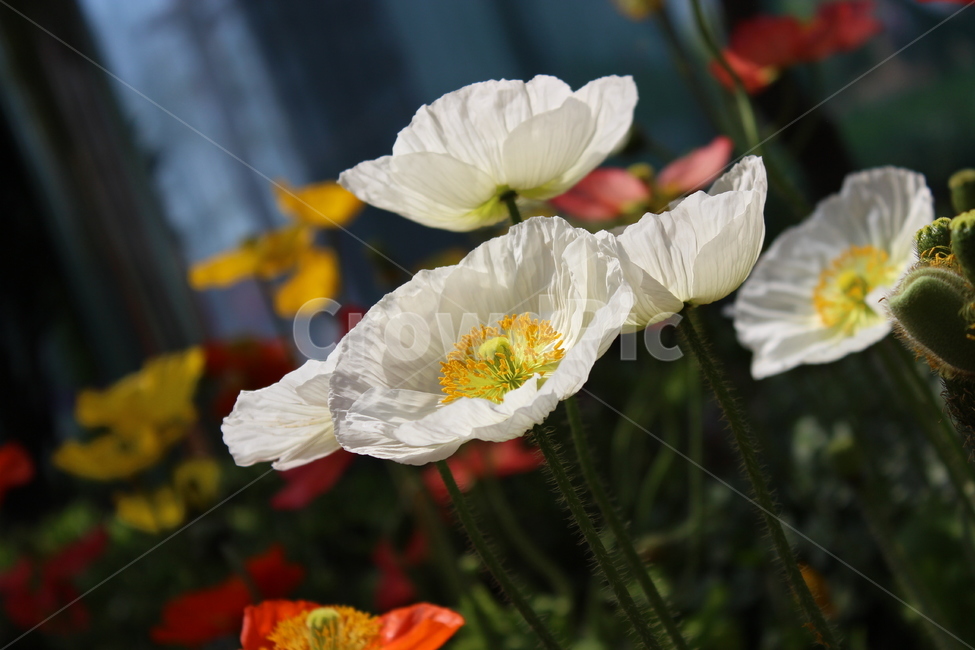 양귀비꽃,꽃,식물,식물원,꽃밭,식물,자연,plants,nature,꽃,flower