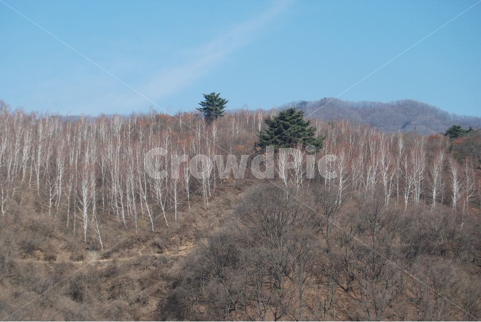 천마산,마치고개길,남양주,휴양림,봄,자연,풍경,nature,landscape,한국자연풍경,한국자연경관,korea nature landscape,plant,식물,tree,나무,fir,전나무,abies,아비