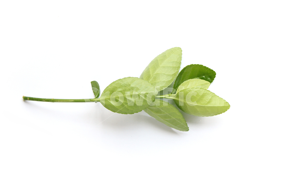 branch,closeup,fresh,green,leaf,leaves,macro,natural,nature,plant,white,가지,나뭇가지,나뭇잎,잎,잎사귀,자연,녹색,그린,클로즈업,신선한,흰배경,사철나무잎,사철나무,식물,자연,plants,nature,누끼,remove background