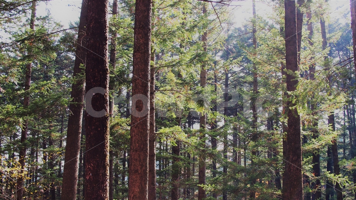 숲,나무,풍경,자연,식물,전나무,소나무,침엽수,나뭇잎,초록색,green,싱그러운,청정,깨끗한,자연,풍경,nature,landscape,식물,plants,나무,trees,wood,휴식,힐링,rest,relaxation,healing
