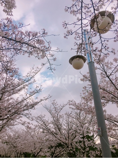 봄,벚꽃,전봇대,cherryblossom,spring,telephonepole,sky,하늘