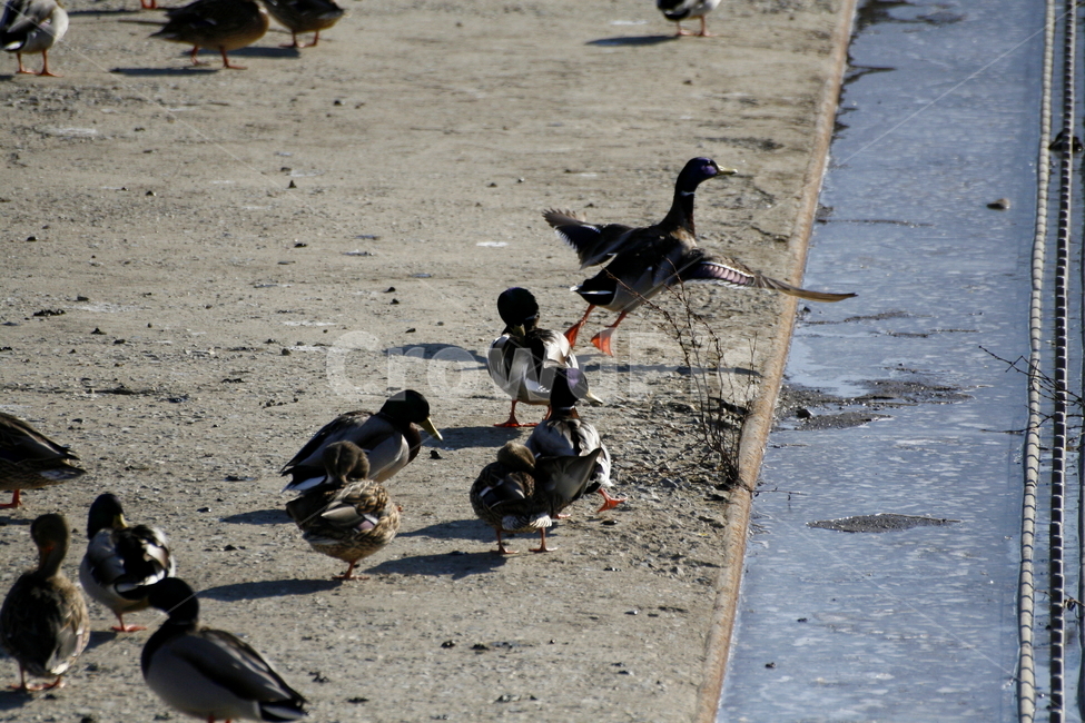 풍경,오리,비행,동물,순간,포착,강,하천,동물,animal,조류,새,birds