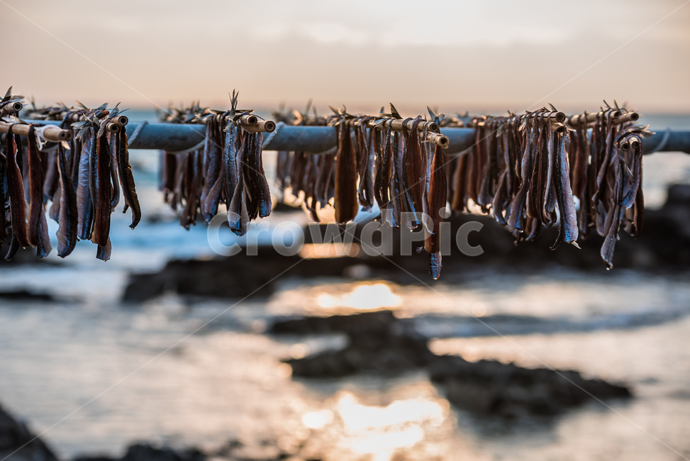 과메기,구룡포,동해,꽁치,거조,바다,술안주,안주,아침,해안,해변,파도,특산물,포항,해풍,신선,해산물,수산물,요리,겨울,sea,food,해변,바다,beach,sea,음식,식재료,요리,food,cook,meal,dishes,food reserves,수산물,해산물,fishery products,seafood