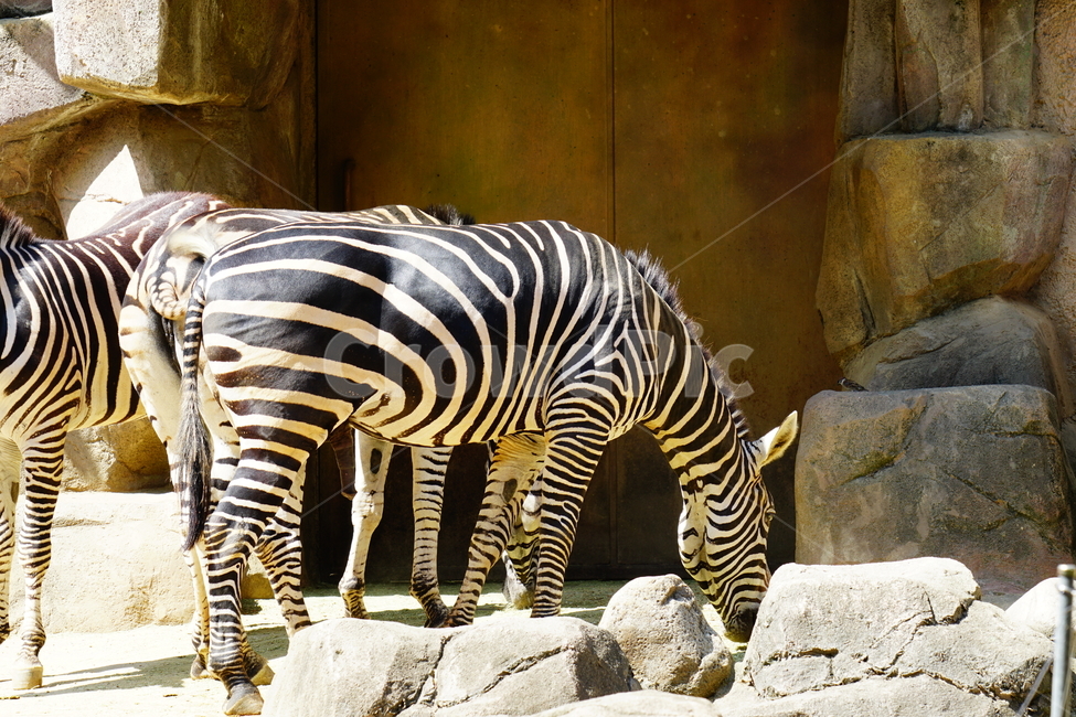 얼룩말,동물,포유류,animal,zebra,동물원,동물,animal,포유류,mammal