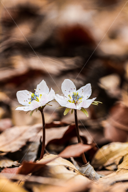 야생화,바람꽃,꽃,식물,봄,flower,plant,식물,자연,plants,nature,꽃,flower