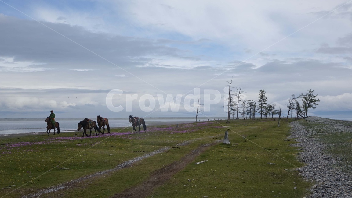 nature,초원,grass,field,자연,지평선,말,나무,tree,fog,몽골,cloud,구름,몽고,MONGOLIA,홉스굴