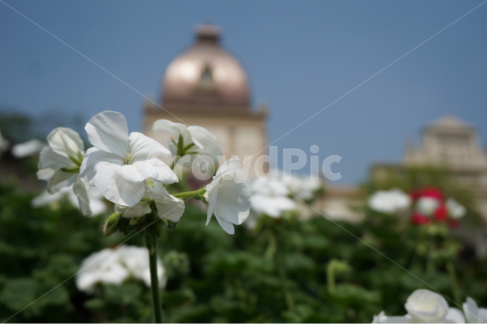 자연,꽃,꽃잎,하얀색,white,flower,식물,자연,plants,nature,꽃,flower