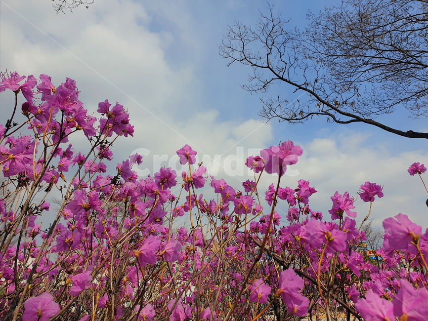 꽃,봄,슬픔,나뭇가지,사극,비련,하늘,구름,일본풍,철쭉,한국,풍경,봄,계절,spring,season,자연,풍경,nature,landscape,plant,식물