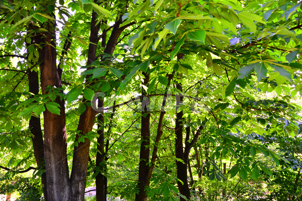 숲,녹색,힐링,그린,초록,healing,green,forest,plant,leaves,5월,6월,풍경,자연,엽록소,산소,울창한,그늘,나뭇잎,잎새,나무,줄기,싱그러운,청정,공기,에어,air,clean,무공해,햇살,햇빛,활엽수,숲속,식물,자연,plants,nature,나무,trees,wood