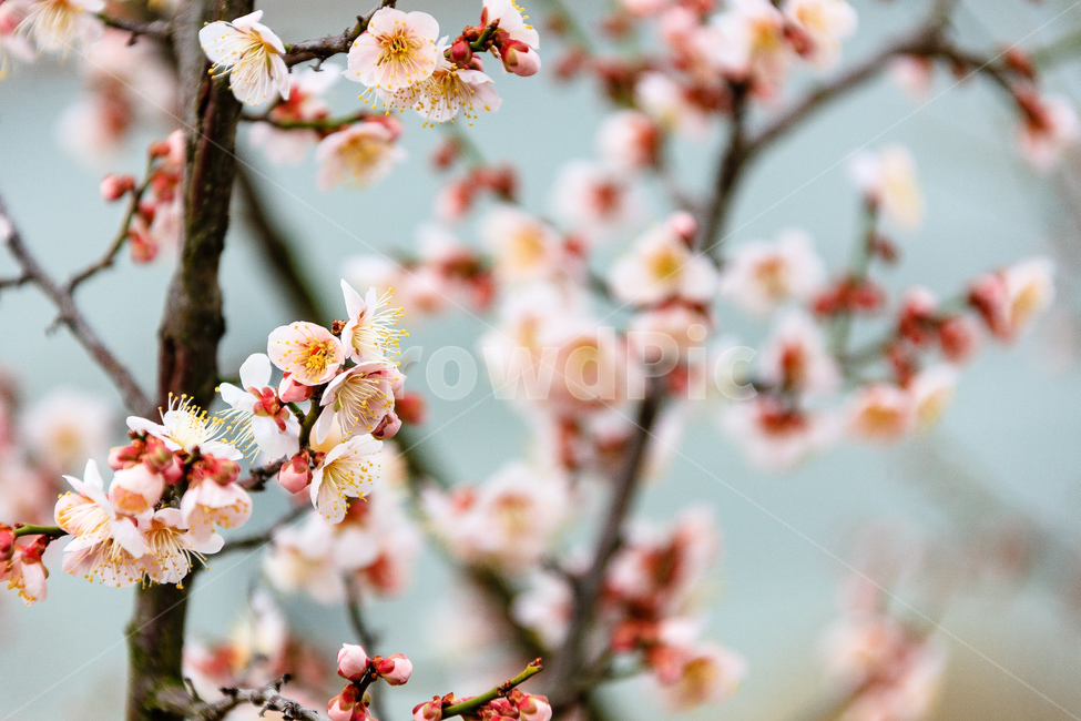 매화,홍매화꽃,담홍색,봄,꽃,꽃잎,봄,계절,spring,season,식물,자연,plants,nature,꽃,flower,plant