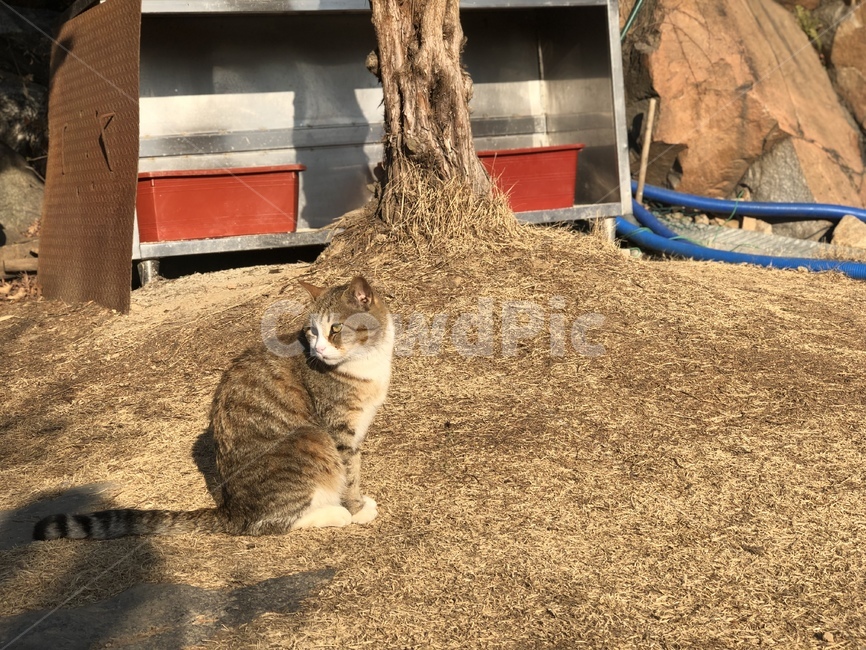 고양이,동물,귀여운,cat,animal,cute,동물,animal,포유류,mammal,고양이,cat,kitten,kitty
