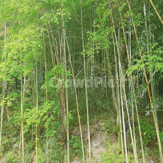 대나무,죽순,자연,산,나무