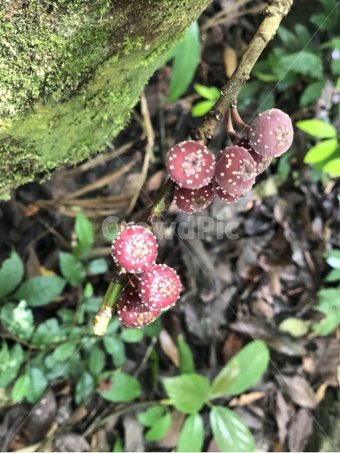 plant,식물,버섯,자연,베트남