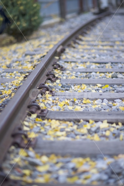 가을,단풍,은행잎,철길,감성,여행,의왕,철도박물관,교통,교통수단,traffic,transportation,railway,철도,train track,기찻길,rail,레일