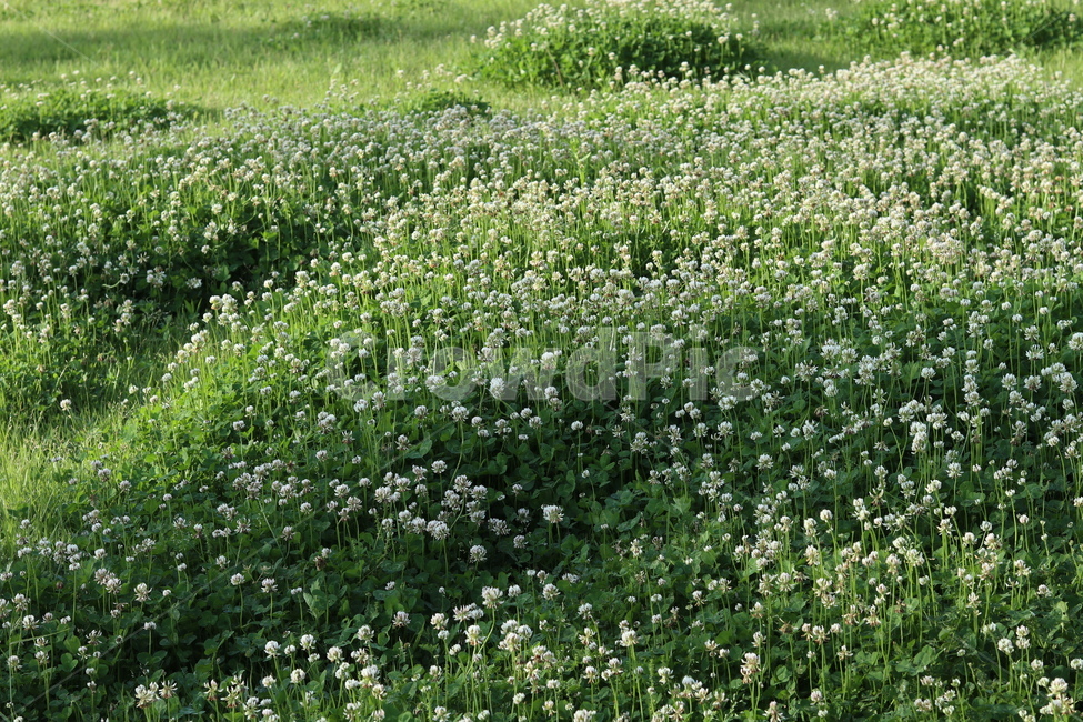 토끼풀,초록,흰색,풍경,봄,햇빛,식물,자연,plants,nature,꽃,flower
