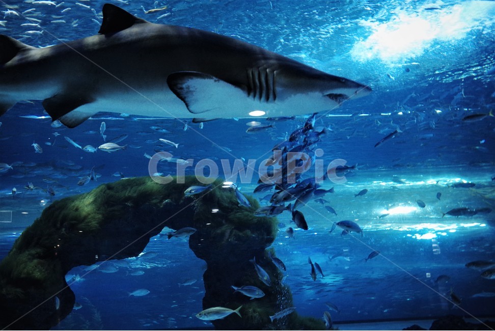 수조관,water,물,sealife,해양생물,shark,상어,물고기,aquatic,동물,animal