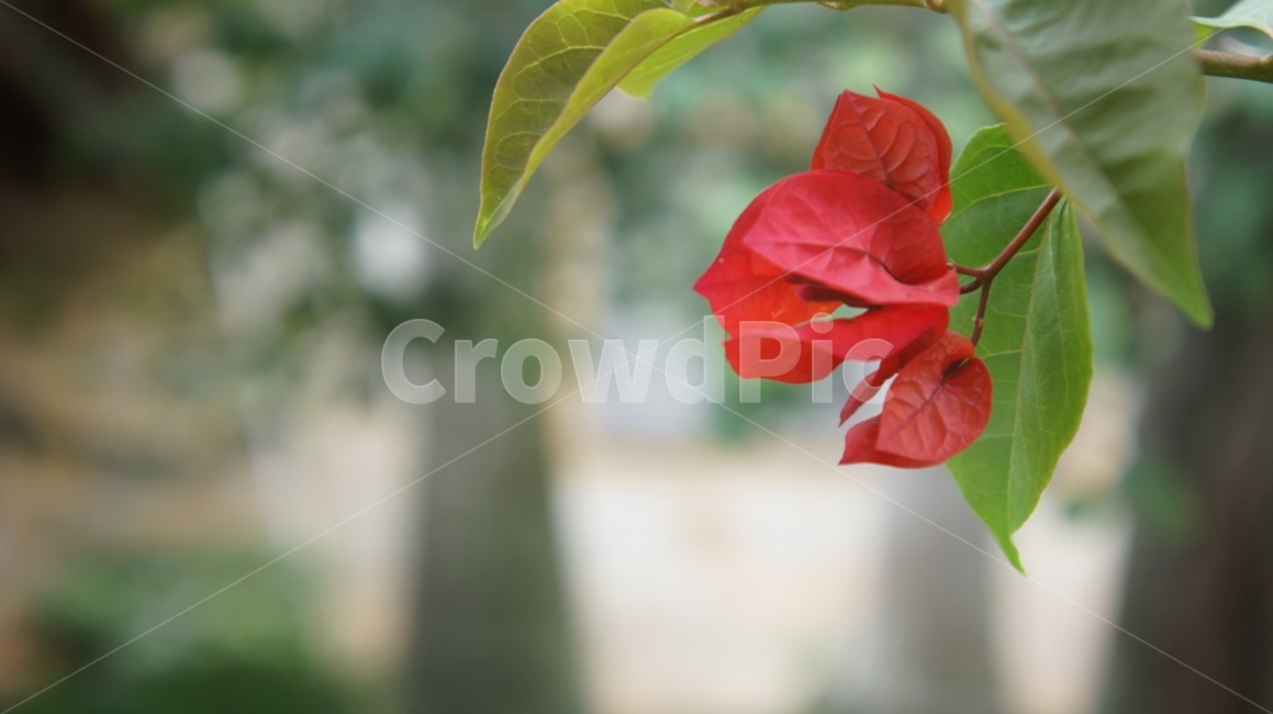 꽃,부겐빌레아,bougainvilea,빨강꽃,flower