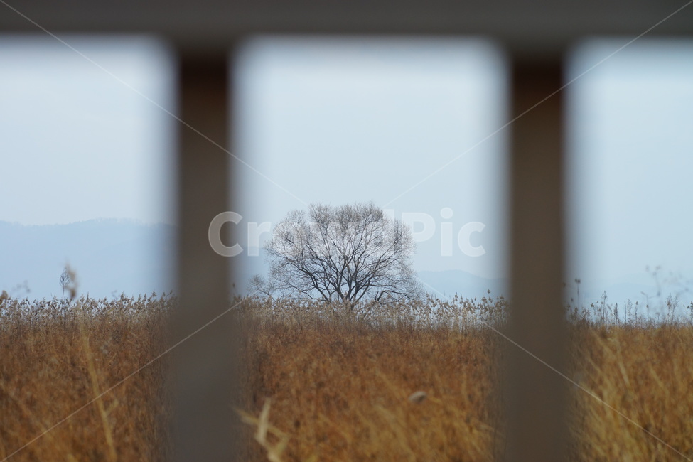 나무,가을,비,가을비,스산한,가을,계절,fall,autumn,season,식물,자연,plants,nature,나무,trees,wood