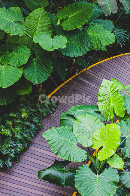 식물,leaf,잎,plant,길,road