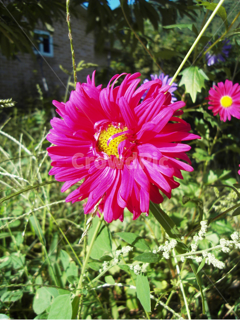 꽃,가을,flower,과꽃,식물,식물,자연,plants,nature,꽃,flower
