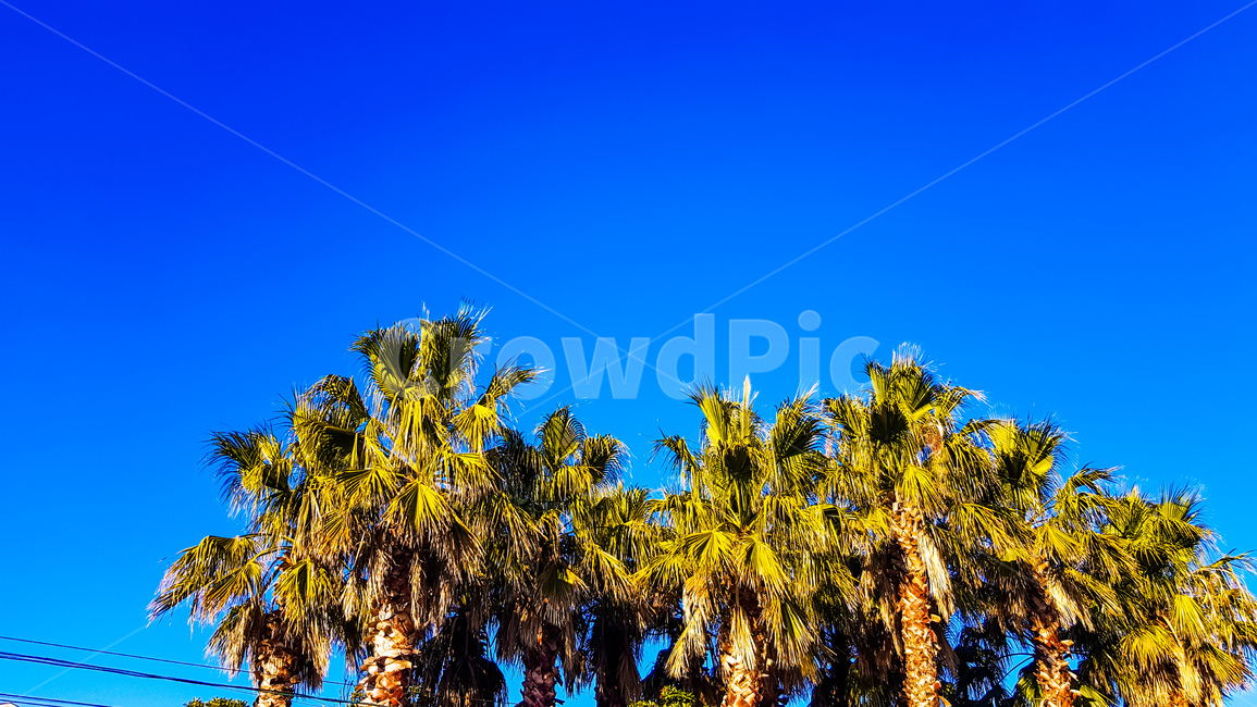 summer,여름,tree,나무,plant,제주도,낮,하늘,자연,풍경,nature,landscape,식물