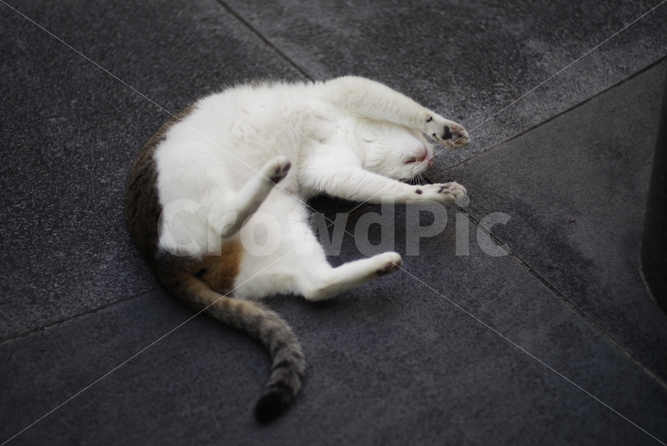 	고양이,길고양이,길냥이,애완동물,반려동물,생명,자연,야생,야생동물,야생고양이,미묘,미냥,cat,kitty,kitten,cute,lovely,adorable,pet,animal,street,streetcat,stray,straycat,wild,wildlife,wildcat,wildanimal,nature,natural,beauty,beautiful,동물,animal,포유류,mammal,고양이,cat,kitten,kitty