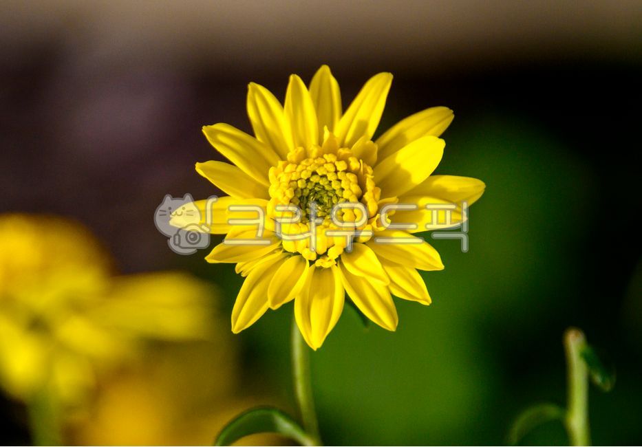 chrysanthemum flower,wildflowers,Chrysanthemum,dahlia,yellow chrysanthemum,daisy,flower