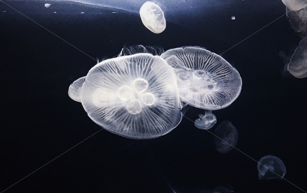 63빌딩,아쿠아리움,해파리,수족관,aquarium,물,water,jellyfish