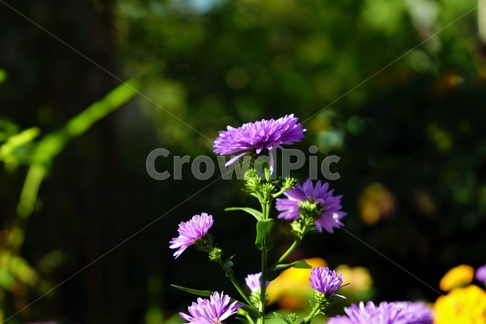 꽃,자연,아름다움,식물,nature,bloom,plant,beautiful,flower,식물,자연,plants,nature,꽃,flower