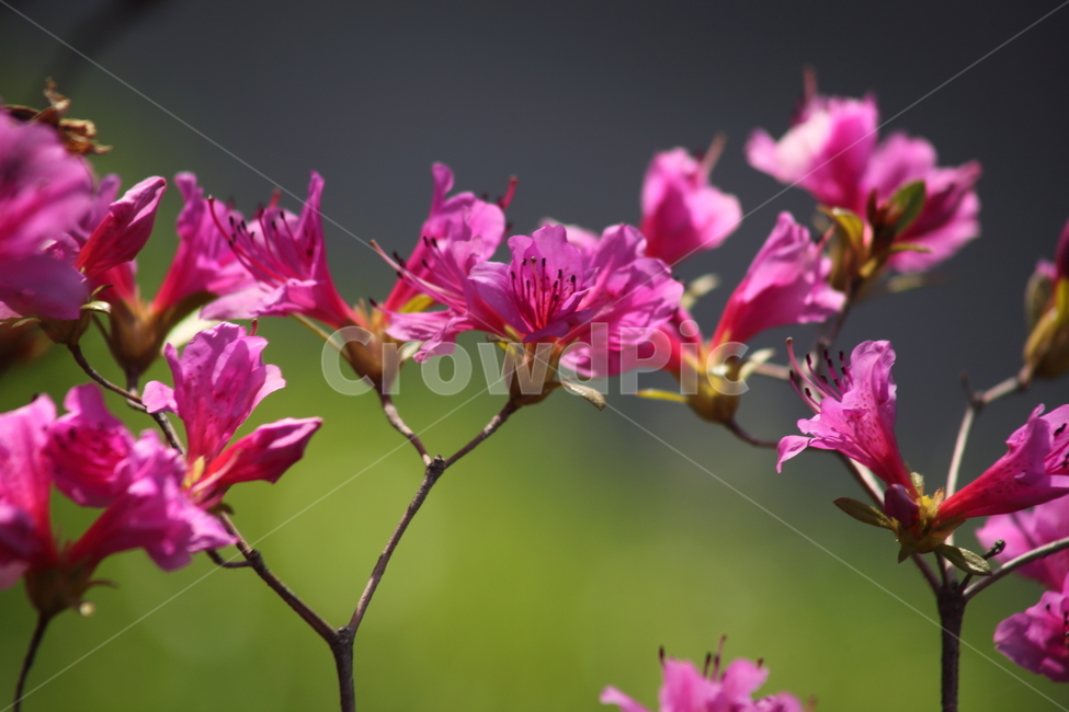 철쭉,철쭉나무,봄,smilerosebay,royalazalea,식물,자연,plants,nature,꽃,flower
