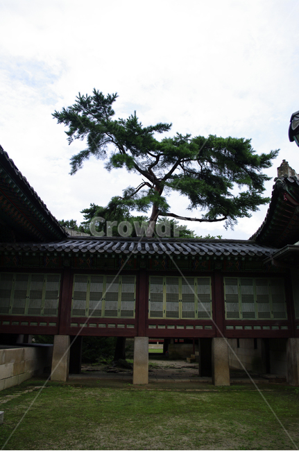 창덕궁,고궁,전각,한옥,전통가옥,기와지붕,건축,traditional,한국전통,한국문화,korean traditional,korean culture,랜드마크,landmark,tourist attraction,한국랜드마크,한국관광지,한국명소,korea landmark,korea tourist attraction,건축물,건물외관,exterior,building,structure,architecture,construction