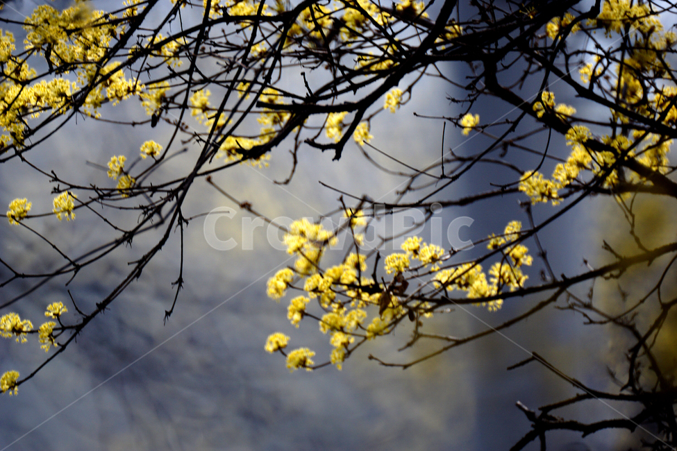 산슈유,봄,노랑,축제,감성,봄,계절,spring,season,식물,자연,plants,nature,꽃,flower