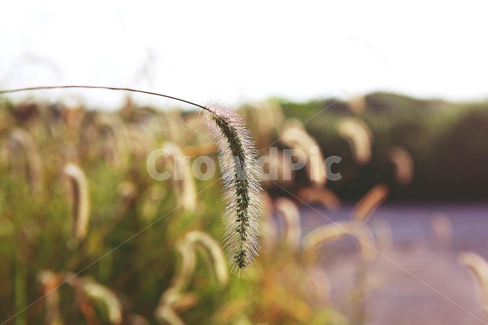 강아지풀,풀,잡초,식물,자연,여름,계절,식물,자연,plants,nature