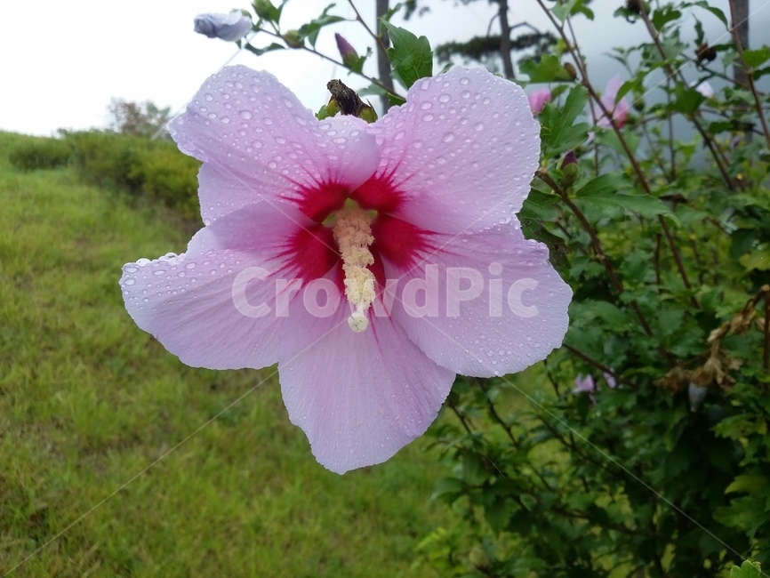 식물,꽃,plant,flower,무궁화,식물,자연,plants,nature,꽃,flower