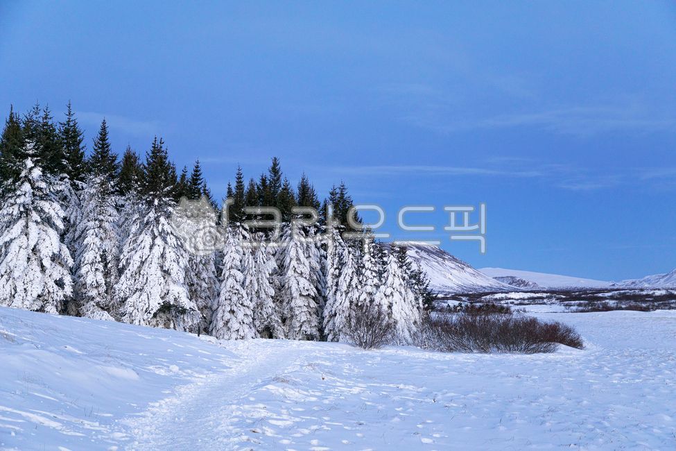 아이슬란드,iceland,자연,겨울,풍경,nature,earth,snow,눈,설원,나무,추위