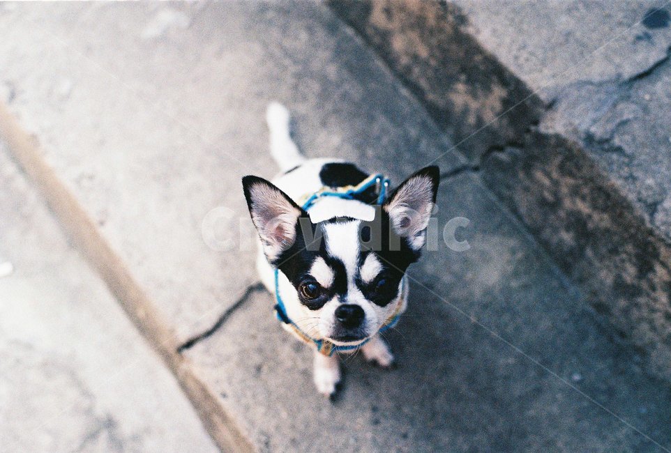 강아지,치와와,바둑이,dog,chiwhawha,동물,animal,포유류,mammal,개,강아지,dog,doggy,감성,sensible,feeling