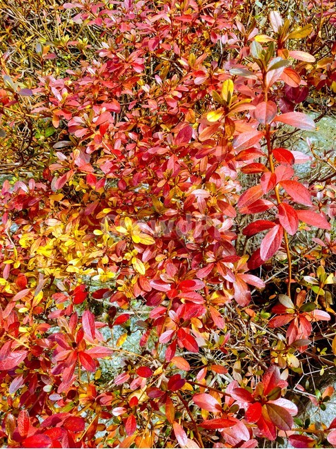 단풍,나뭇잎,단풍잎,maple,자연,잎,가을,계절,fall,autumn,season,leaf,plant,식물,tree,나무