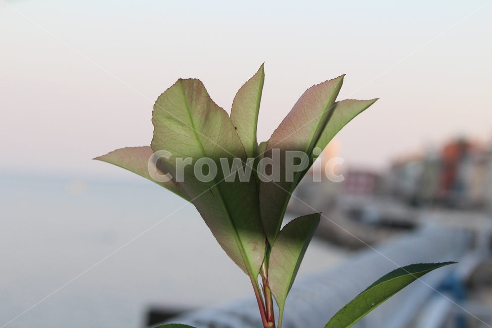 식물,접사,아웃포커스,자연,조화,화초,식물,자연,plants,nature