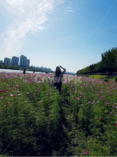 코스모스,여자,혼자,브이,산책,꽃밭,맑음,구름