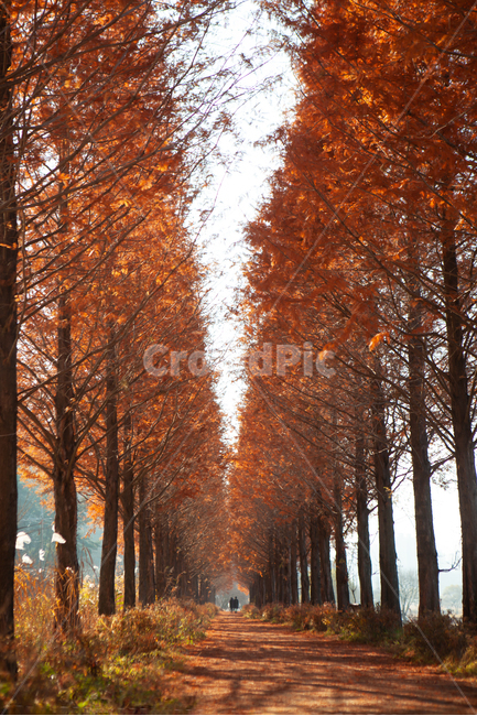 couple,tree branch,next to the fall,late autumn,Orange,metasequoia,path,trail,road,season,2 people,Metasequoia Road,park,Maple,vanishing point,maple color,fall colors,tree,autumn color,leaf,Fall foliage season,morning,Male Female,orange,background,colonna