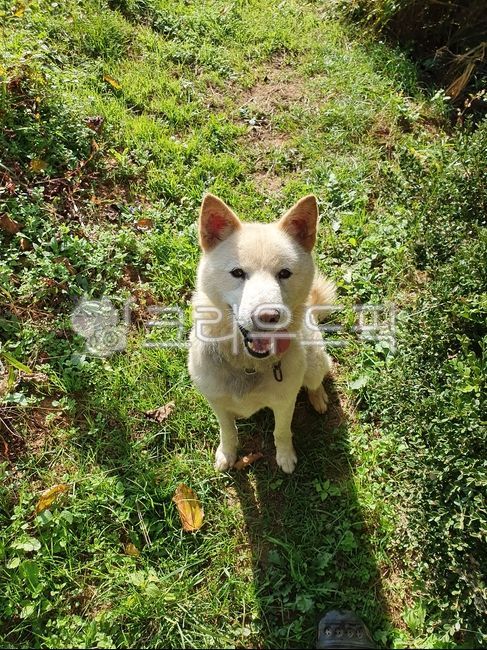 animal,동물,개,dog,자연