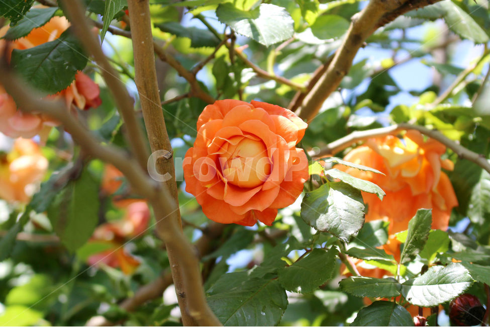 감성사진,자연,하늘,꽃,장미,색감,보정,flower,sky,summer,nature,식물,자연,plants,nature,꽃,flower