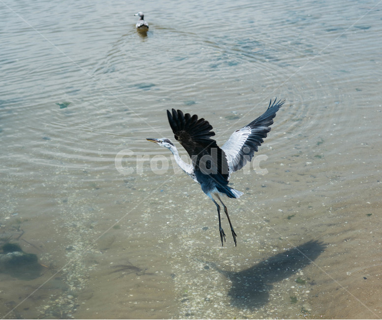바다,여름,거제도,시원함,일상,갈메기,동물,animal,조류,새,birds