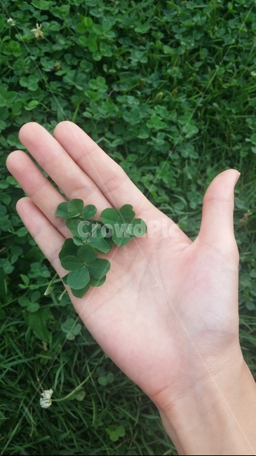 네잎클로버,클로버,손바닥,행운,꽃말,식물,세잎클로버,손,초록,clover,hand,식물,자연,plants,nature,사람,인물,인간,human,person,신체일부,몸,body