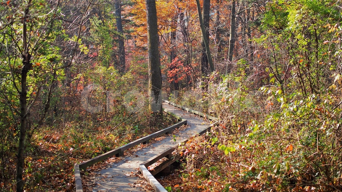 가을,숲,나무,자연,배경,공원,수목원,단풍,낙엽,산책,여행,아침,가을,계절,fall,autumn,season,자연,풍경,nature,landscape,한국자연풍경,한국자연경관,korea nature landscape,building,건물,boardwalk,산책로,bridge,다리