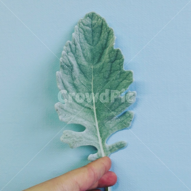 plant,식물,leaf,잎,백묘국,flower,꽃,잎사귀