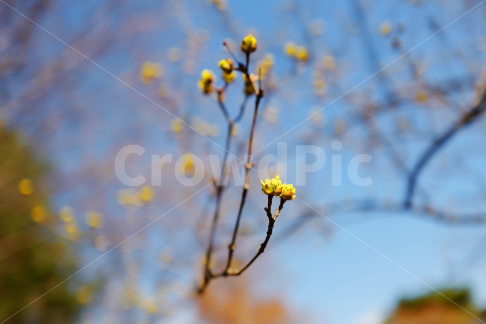 산수유,봄,봄꽃,꽃,계절,봄,계절,spring,season,식물,자연,plants,nature,꽃,flower,plant,sprout,새싹,bud,싹,blossom