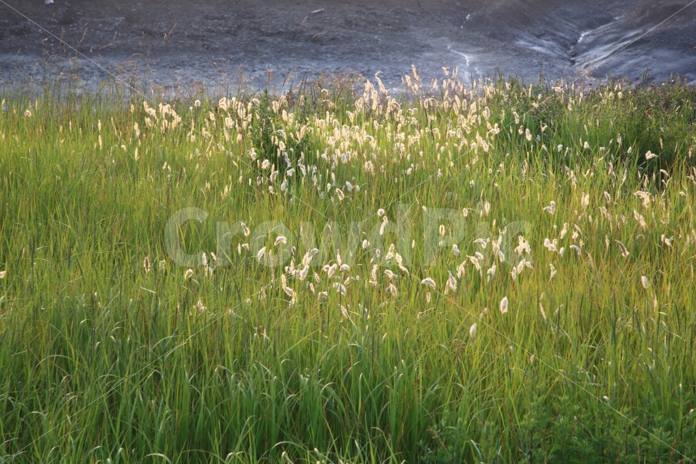 소래포구,소래포구염전,소래습지,소래습지일출,삘기꽃,자연,풍경,nature,landscape
